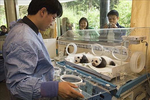 大熊猫,幼兽,研究人员,照料,游客,卧龙自然保护区,中国