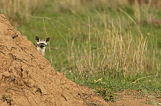 狐狸,幼兽,凝视,后面,马赛马拉,肯尼亚,非洲