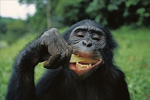 倭黑猩猩,吃,甘蔗,刚果
