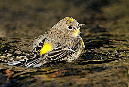 鸣禽,浴,溪流,维多利亚,加拿大