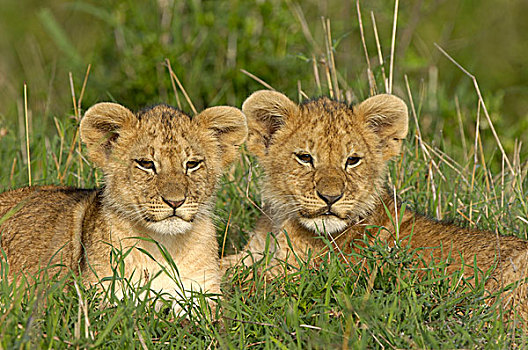 狮子,两个,幼兽,休息,一起,马赛马拉,肯尼亚,非洲