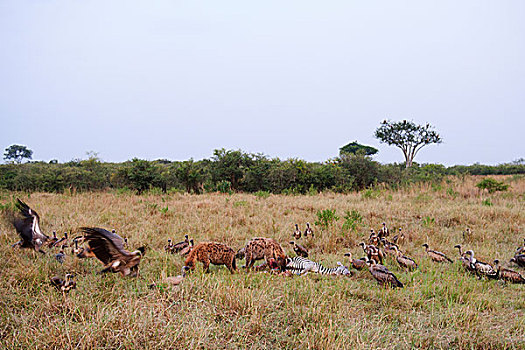 非洲野狗分食斑马死尸