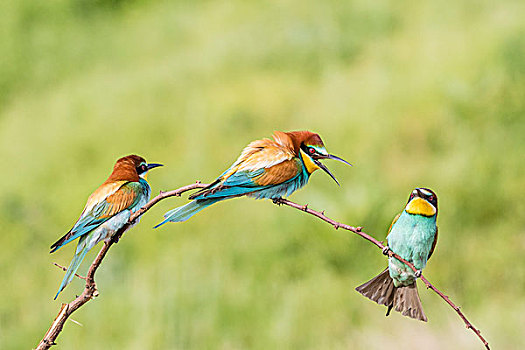 黄喉蜂虎,三只鸟,坐在树上,省,保加利亚,欧洲