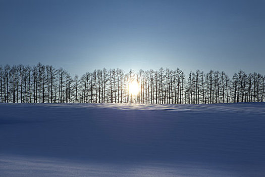 排,树,太阳,冬天