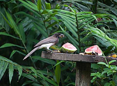 褐色,鸟类,哥斯达黎加,中美洲