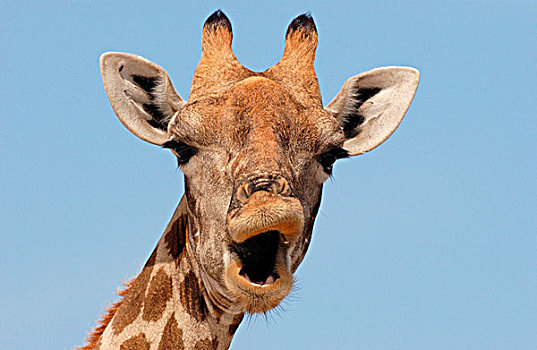 长颈鹿,成年,女性,头像,张嘴,埃托沙国家公园,纳米比亚,非洲