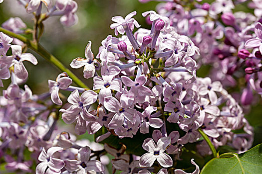 丁香,丁香花,紫丁香,丁香树,蓝丁香