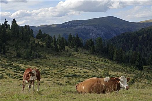 母牛,国家公园,卡林西亚,奥地利,欧洲