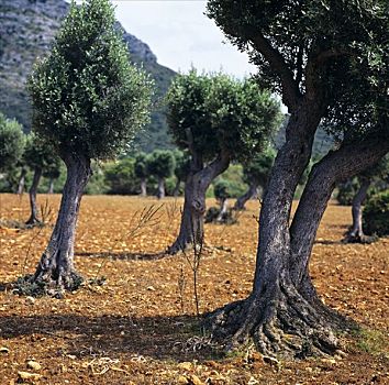 橄榄树,马略卡岛