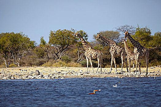 长颈鹿,幼小,边缘,湖,纳米比亚,非洲
