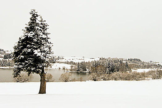 雪,冬天,风景,森林,自然