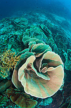 珊瑚,菲律宾,亚洲