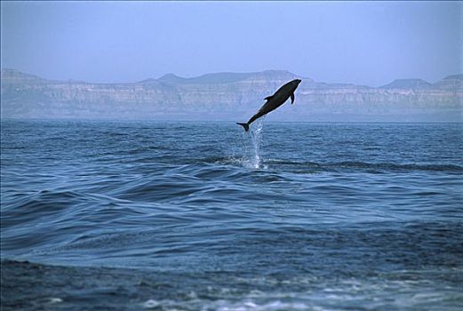 宽吻海豚,跳跃,加利福尼亚湾,墨西哥