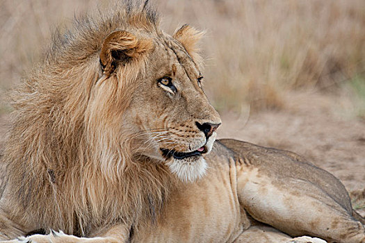 狮子,肯尼亚,非洲