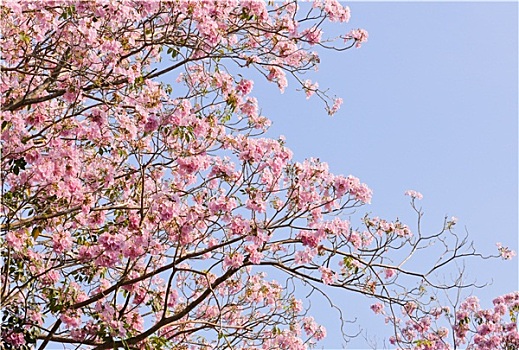 粉色,喇叭状,花,蓝天