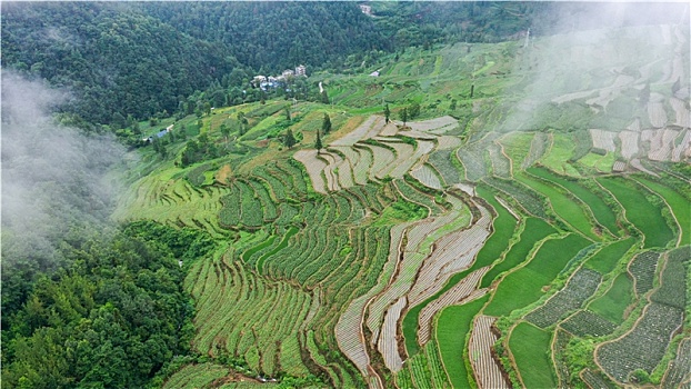 重庆酉阳乡村雨中梯田美