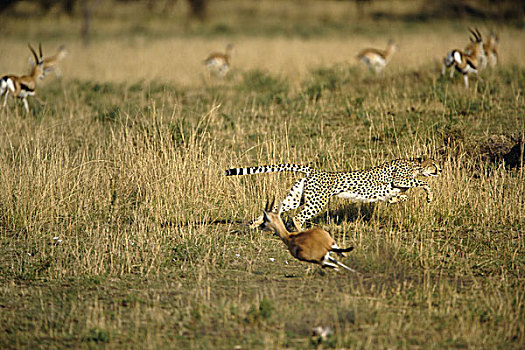 印度豹,追逐,瞪羚,猎豹,塞伦盖蒂国家公园,坦桑尼亚