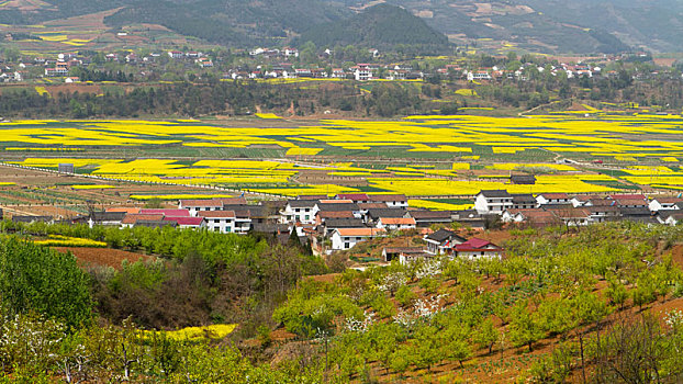 汉中油菜花