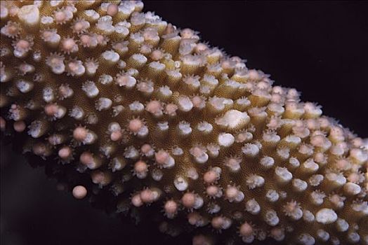 珊瑚,产卵,生物群,卵,精子,一个,夜晚,大堡礁,澳大利亚