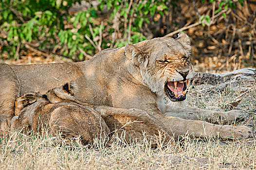 狮子,雌狮,吸吮,幼兽,乔贝国家公园,博茨瓦纳,非洲