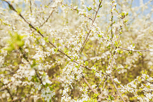 春花,树,盛开