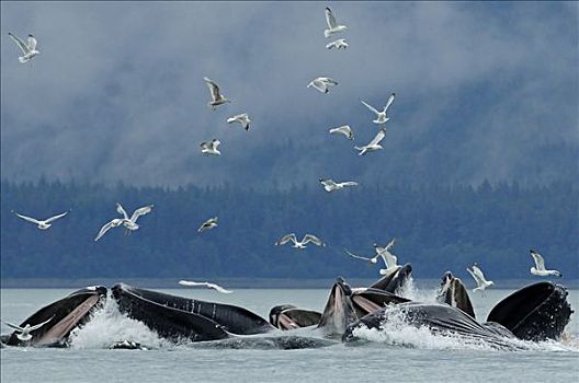 驼背鲸,青鱼,靠近,海鸥,上方,夏天,东南阿拉斯加