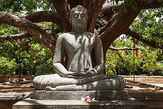 佛像,坐佛,树,榕属植物,神圣,城市,阿努拉德普勒,北方,中央省,斯里兰卡,亚洲