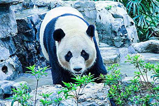 活动着的大熊猫