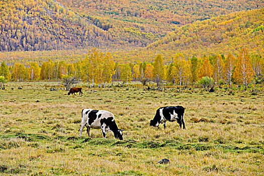 秋天牧场上的奶牛