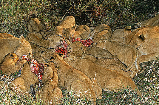 非洲狮,狮子,雌性,幼兽,斑马,杀,马赛马拉,公园,肯尼亚
