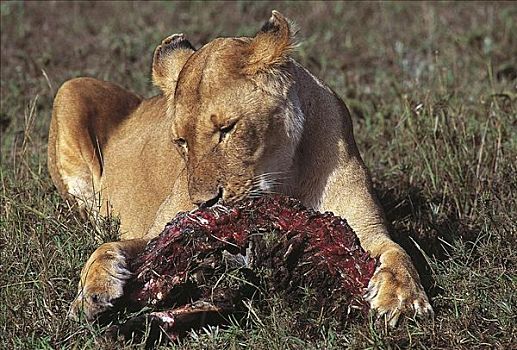 吃,母狮,雌狮,狮子,捕食,猫科动物,哺乳动物,马赛马拉,肯尼亚,非洲,动物