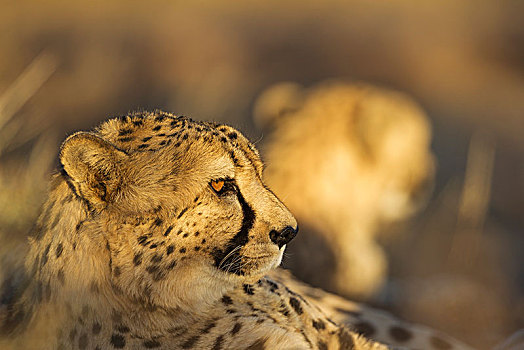 印度豹,猎豹,雄性,后面,休息,夜光,俘获,纳米比亚,非洲
