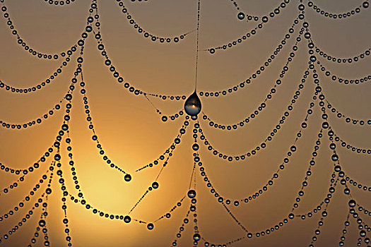 露珠,蜘蛛网,正面,日出,微距
