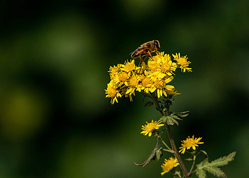 蜜蜂,昆虫,动物,植物,花朵,劳动,采蜜,勤劳,辛苦,收获