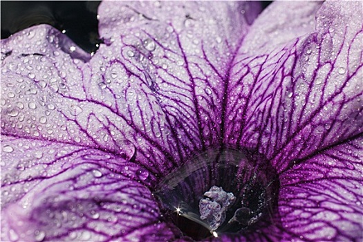 紫色,矮牵牛花属植物,花