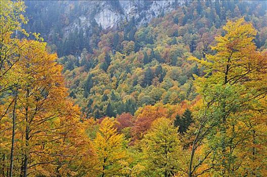 秋日树林,山峦,伯尔尼阿尔卑斯山,瑞士