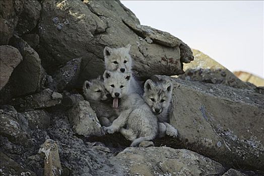 北极狼,狼,幼仔,巢穴,入口,艾利斯摩尔岛,加拿大