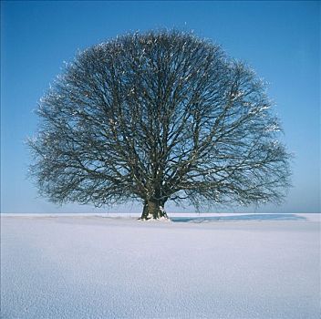 树,积雪,地面