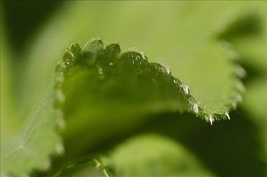 离开,斗篷草,斗蓬草,特写