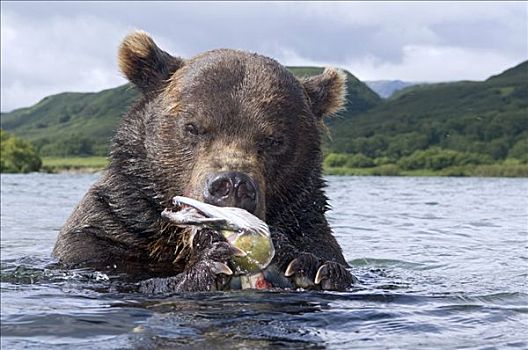 棕熊,三文鱼,河,堪察加半岛,俄罗斯