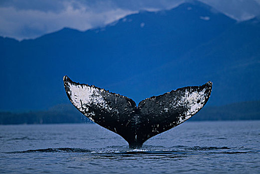驼背鲸,拍击,尾部,弗雷德里克湾,通加斯国家森林,东南阿拉斯加,夏天