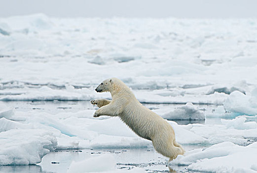 成年,北极熊,跳跃,冰山,旅行,浮冰,斯匹次卑尔根岛,西北地区,海岸,斯瓦尔巴群岛,挪威,格陵兰,海洋,夏天