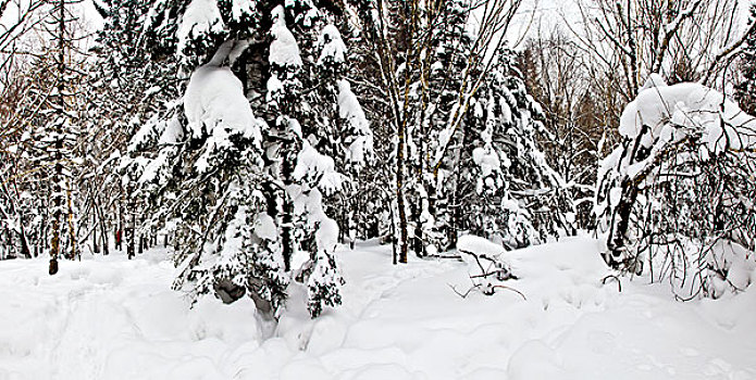 林海雪原,森林,白雪,吉林,延边