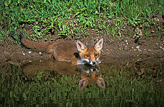 红狐,狐属,幼仔,进入,水,诺曼底,法国
