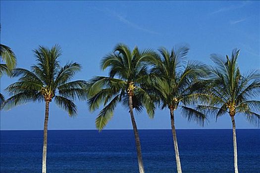 夏威夷,棕榈树,蓝天,海洋
