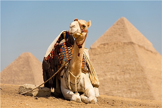 白色,骆驼,休息,金字塔,基奥普斯