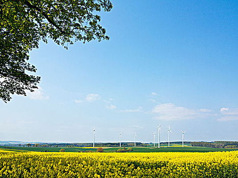 风轮机,油菜地,前景,山,北莱茵威斯特伐利亚,德国