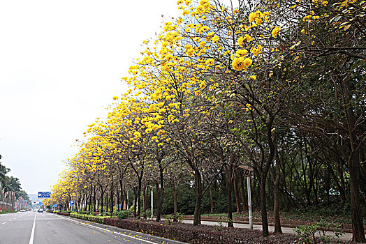 江门,黄花风玲