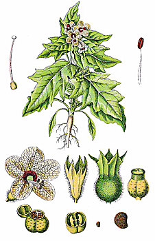 异味,茄属植物,黑色,尼日尔,草药,有用植物