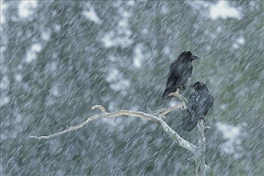 大乌鸦,渡鸦,一对,雪中,风暴,芬兰